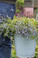 Myosotis sylvatica - Gardener holding spent forget-me-not flowers in a bucket