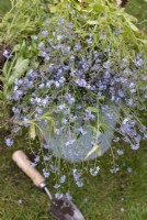 Myosotis sylvatica - Spent forget-me-not flowers in a bucket