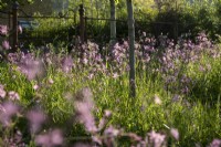 Pink Silene flos-cuculi in a wildflower meadow planting. The Cotswold Garden, RHS Malvern Spring Festival 2024. Design: Mark Draper, Graduate Gardeners.