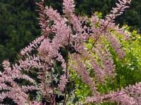 Tamarix ramosissima - Tamarix  May Summer