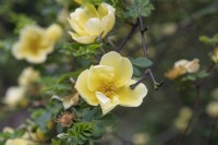 Rosa rubiginosa 'Canary bird' rose