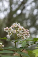 Sorbus cashmiriana Kashmir rowan