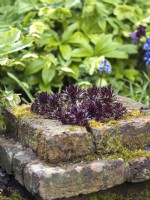 Sempervivum planted in a brick plinth