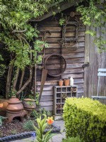 Garden shed in spring covered with a rambling rose, a collection of old gardening tools and display of terracotta pots