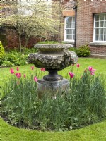 Large decorative stone urn on a plinth surrounded by Tulipa 'Queen Rania' in front of brick wall and house