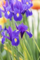Iris hollandica 'Discovery' - Dutch Iris