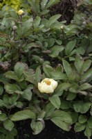 Paeonia daurica subsp. mlokosewitschii,  Caucasian peony