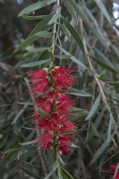 Callistemon linearis narrow-leaved bottlebrush