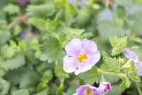 Bacopa sutera 'Megacopa Pink Shine'