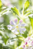 Zaluzianskya Ovata - Night-scented-Phlox