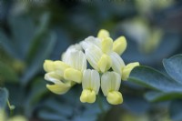 Coronilla glauca Citrina