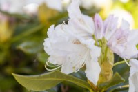 Rhododendron 'Cunninghams White'