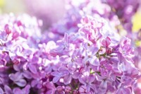 Syringa vulgaris 'Ruhm Von Horstenstein' - Lilac