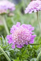 Scabious 'Pink Mist'