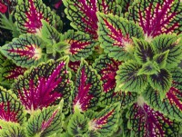 Solenostemon scutellarioides - Coleus