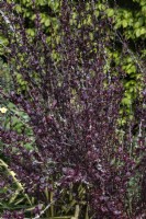 Berberis thunbergii 'Helmond pillar' Japanese barberry 