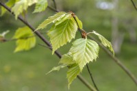 Betula 'Fetislowii' birch 