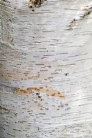 Betula utilis subsp. jacquemontii 'Jermyns' Himalayan birch