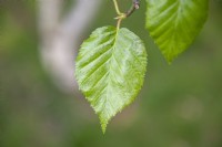 Betula utilis, Himalayan birch