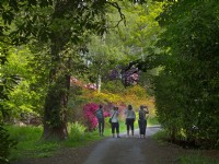 A group of ladies and  Rhododendrons in woodland  at Hoveton Hall Estate Gardens, UK.