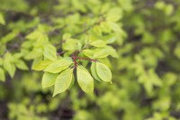 Euonymus alatus winged spindle