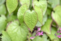 Epimedium rubrum 'Sweetheart' red barrenwort