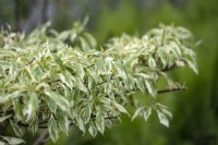 Cornus controversa variegata wedding cake tree