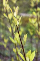 Cornus alba 'Sibirica' Siberian dogwood