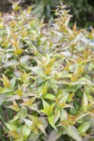 Diervilla rivularis 'Troja Black' mountain bush-honeysuckle 