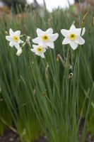 Narcissus 'Minnow' daffodil