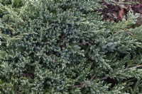 Juniperus Squamata 'Blue carpet'