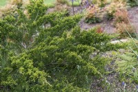 Juniperus x pfitzeriana 'Mint julep' juniper