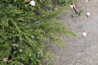 Juniperus sabina savin juniper 