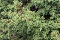 Juniperus davurica 'Expansa' Parson's juniper 