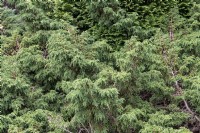 Juniperus davurica 'Expansa' Parson's juniper 