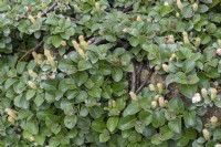Salix nakamurana var. yezoalpina Yezo dwarf willow