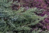 Juniperus Squamata 'Blue carpet' and Erica carnea f. aureifolia 'Aurea'