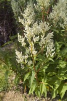 Persicaria polymorpha - white fleece flower staked with birch twigs