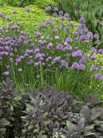 Allium schoenoprasum - Chives and Salvia officinalis purpurea - Purple Sage