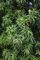 Taxus baccata 'Standishii' yew