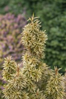 Taxus baccata 'David' yew