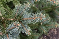 Picea pungens Glauca Group 'Oldenberg' Colorado spruce