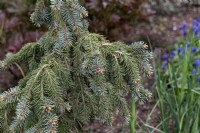 Picea pungens 'The Blues' Colorado blue spruce 