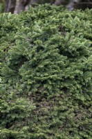 Picea abies 'Pumila Nigra' Norway spruce 
