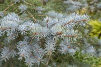 Picea pungens Glauca Group 'Hoopsii' Colorado spruce