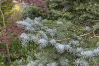 Picea pungens Glauca Group 'Hoopsii' Colorado spruce
