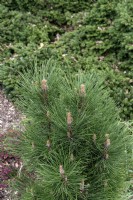 Pinus nigra 'Green Tower' Austrian pine