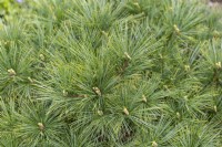 Pinus strobus 'Minima' Weymouth pine