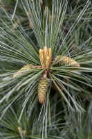 Pinus strobus 'Macopin' Weymouth pine