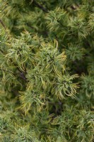 Pinus strobus 'Tiny Kurls' Weymouth pine
